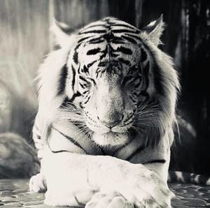 Meet your Posher, Maris